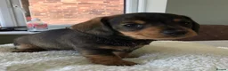 Miniature Dachshund dogs for sale: SOMETHING A LITTLE DIFFERENT..MINI DACHSHUNDS  - Advert 13