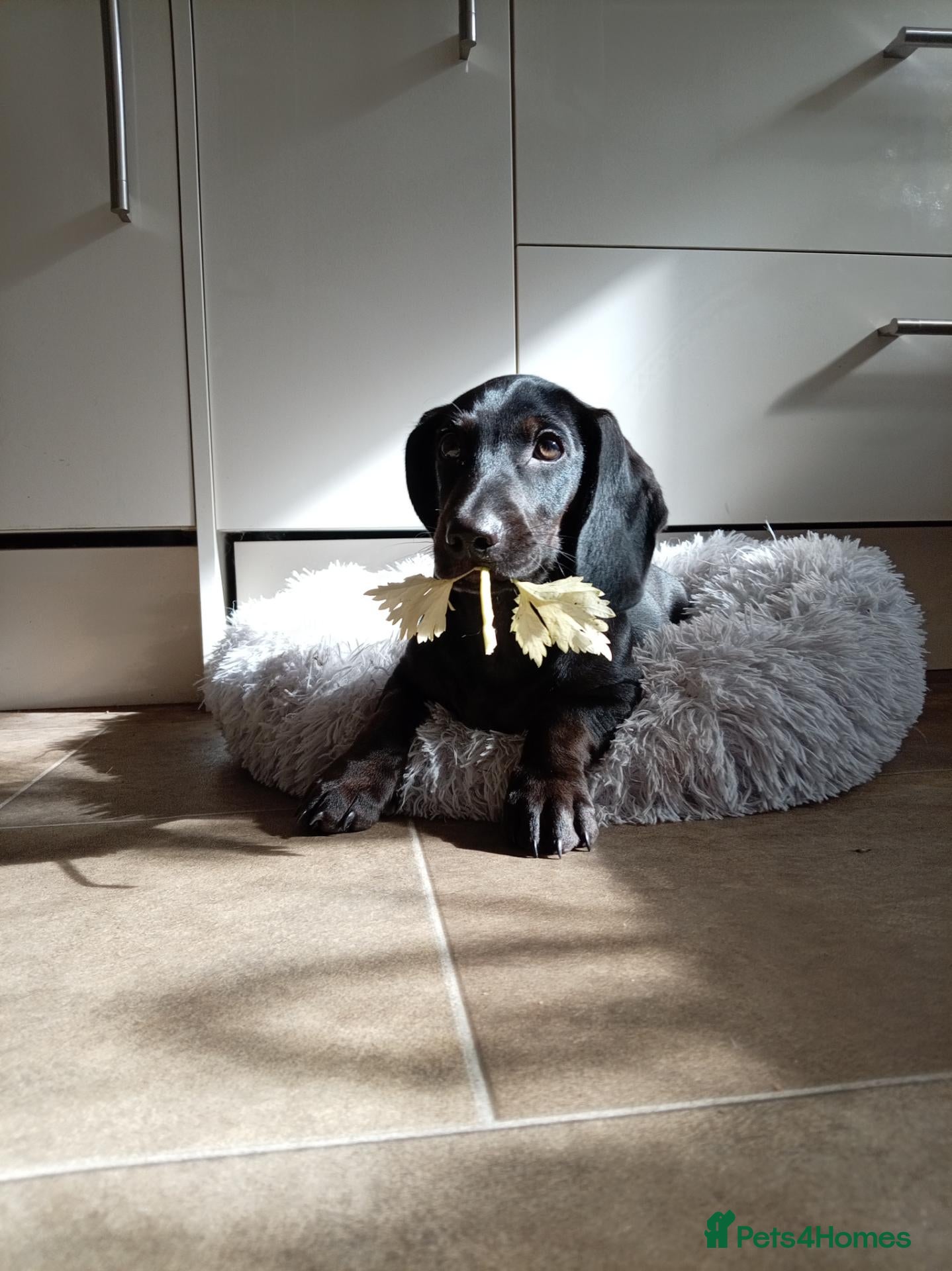 Mixed Breed dogs Three month Black Dachshund x Cocker Spaniel puppy - Advert 7