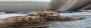 Mixed Breed Kitten 3