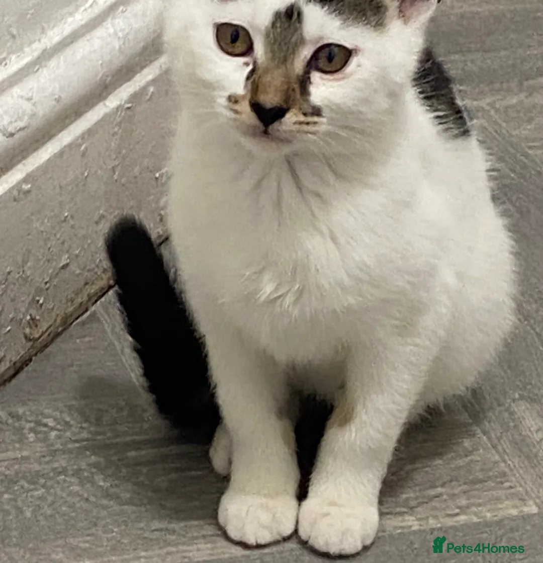 Mixed Breed cats for sale: Beautiful Kittens READY NOW - Advert 3