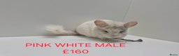 Chinchilla rodents for sale: STUNNING BABIES CHINCHILLA MIX COLOURS AND GENDER  - Advert 10