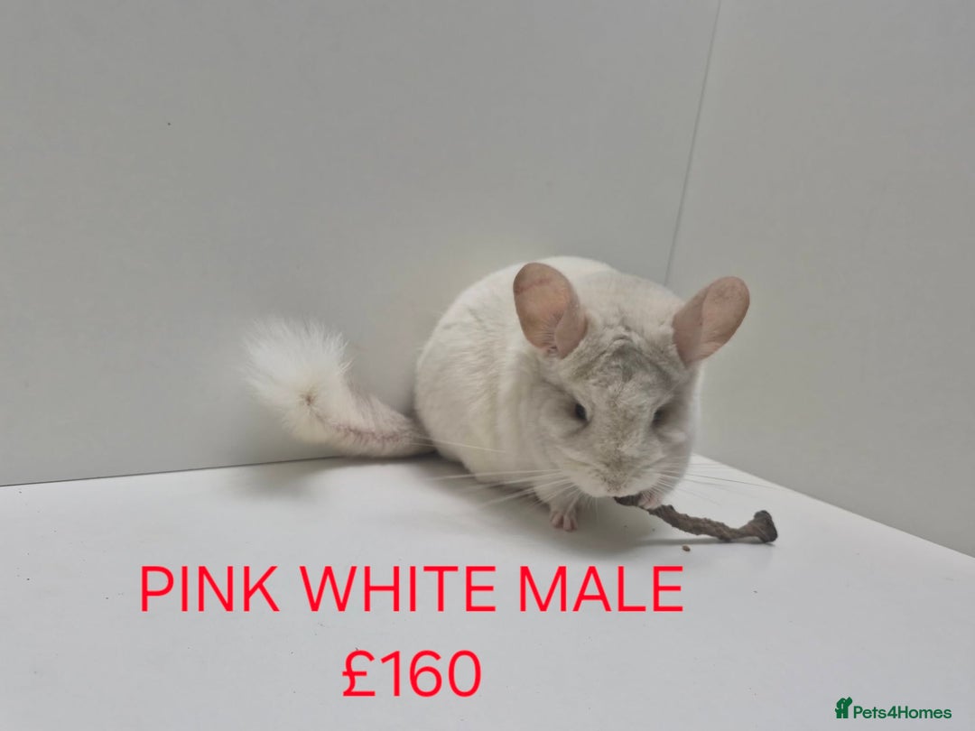 Chinchilla rodents for sale: STUNNING BABIES CHINCHILLA MIX COLOURS AND GENDER  - Advert 10