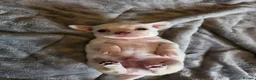 Chihuahua dogs for sale: Pedigree club registered chihuahua puppies - Advert 9
