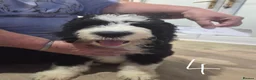 Old English Sheepdog dogs for sale: ONE HANDSOME MALE SHEEPADOODLE AVAILABLE  - Advert 12