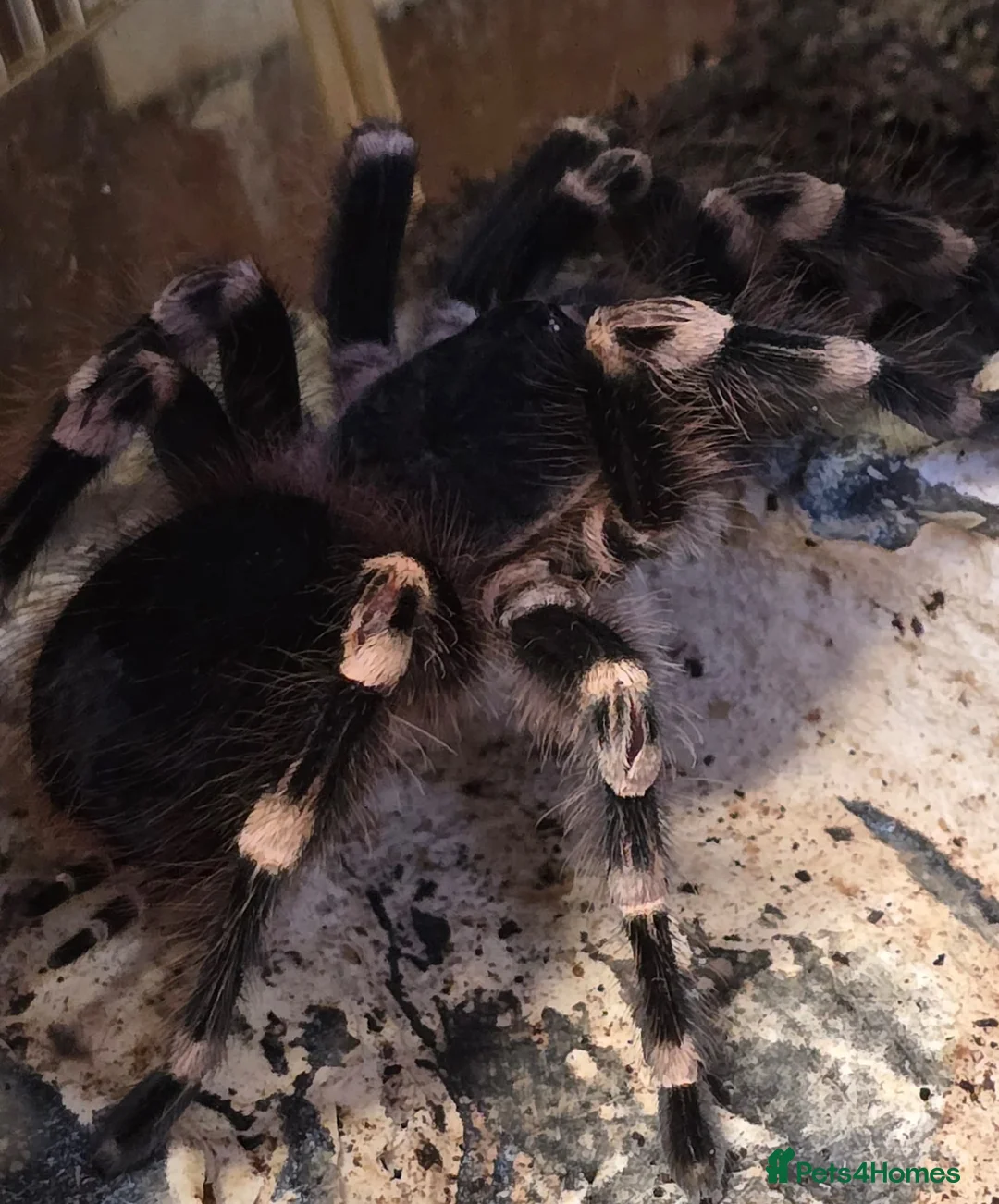 Spiders invertebrates for sale: Mexican White Knee Tarantula - Advert 4
