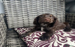 Cocker Spaniel dogs for sale: Chocolate boy 10 weeks old £900 - Image 1