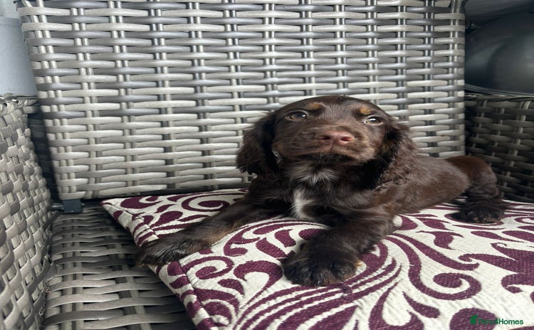 Cocker Spaniel dogs - Advert 1
