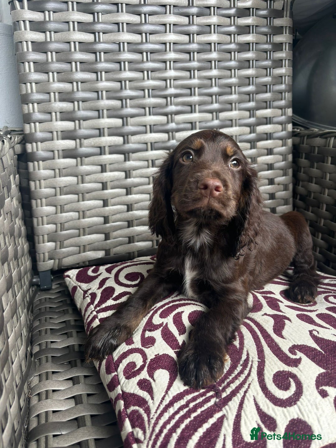 Cocker Spaniel dogs for sale: Chocolate boy 10 weeks old £900 - Image 1