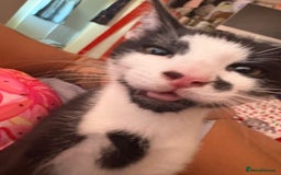Domestic Shorthair cats for sale: Beautiful Black & White boy kitten total lap cat!! - Image 3