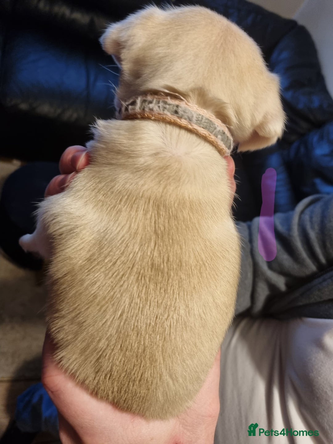 Pug dogs for sale: Pug puppies looking for furever homes - Advert 3