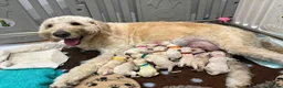 Double Doodle dogs for sale: Double Doodle puppies due August 2026 - Advert 14