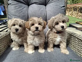 Maltipoo dogs 3 Maltipoo Puppies for Sale - Advert 8