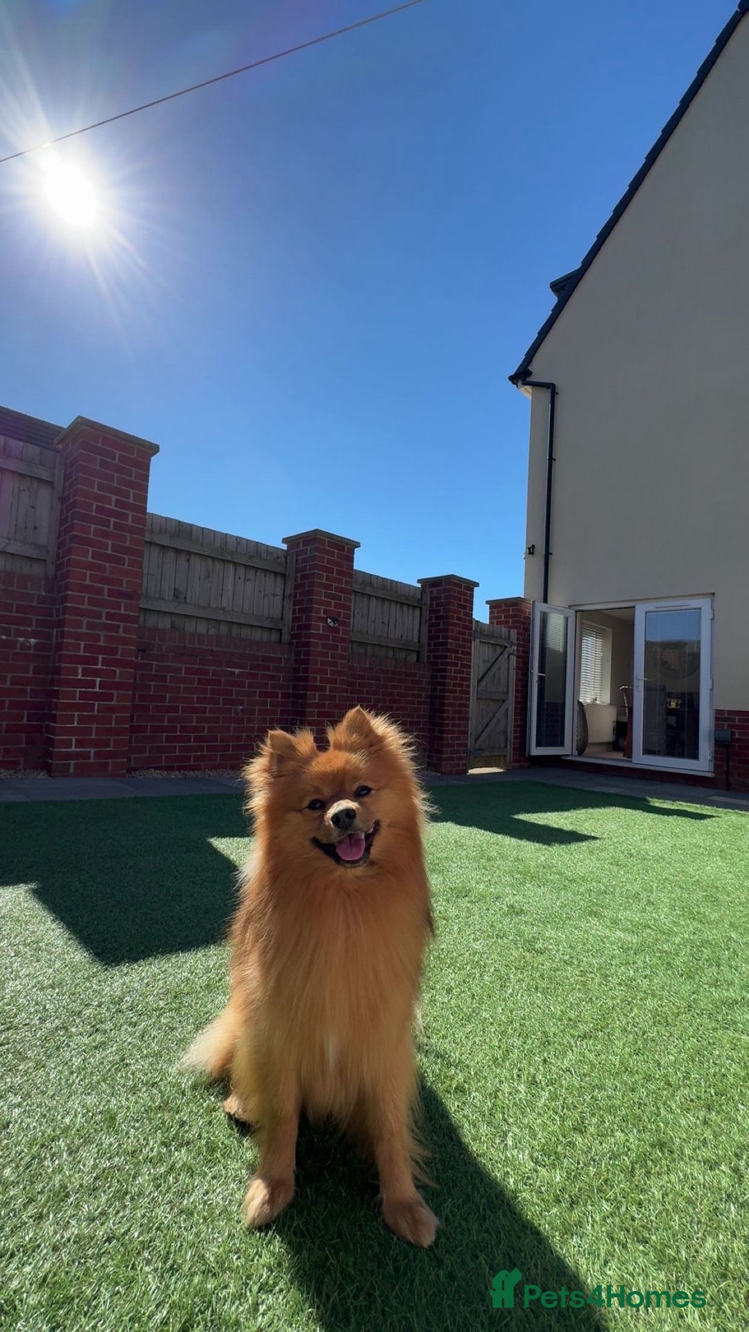 Pomeranian dogs for stud: Leo - Fox Faced Pomeranian - Advert 2