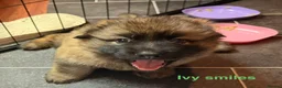 German Shepherd dogs for sale: Female German Shepherd Puppy **available now** - Advert 8
