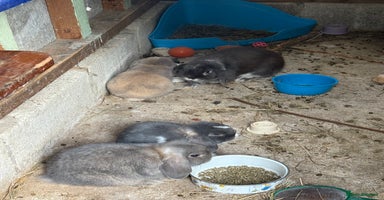Mini Lop rabbits - Advert 2