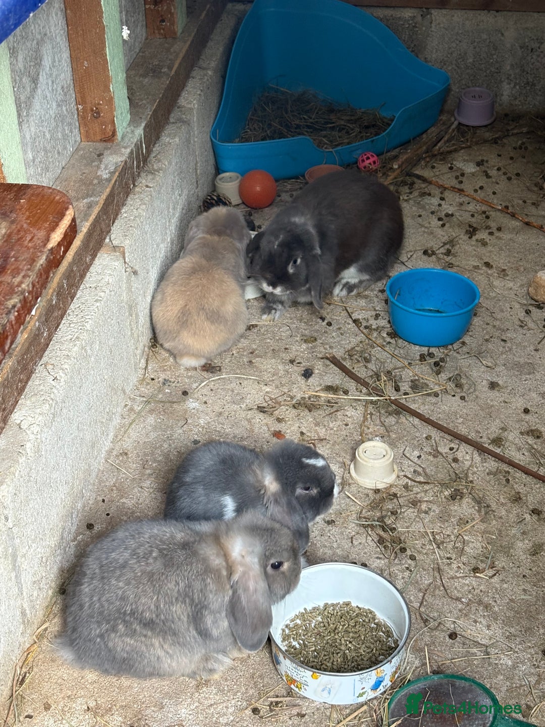 Mini Lop rabbits for sale: 3 mini lop bucks for sale  - Image 3