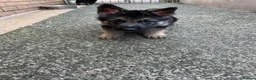 German Shepherd dogs for sale: Big beautiful German Shepherd Puppies  - Advert 4