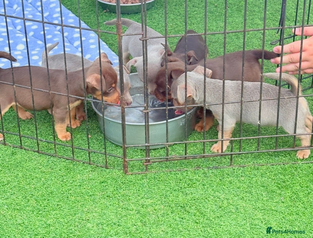 Jack Russell dogs for sale: Jack Russell’s lilac and Tan.  - Image 8