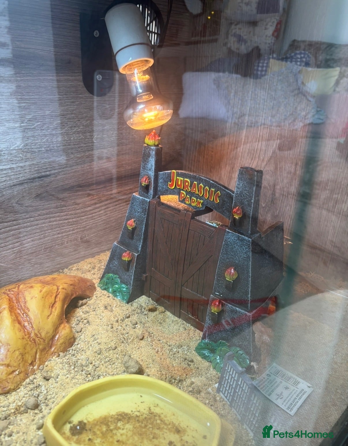 Leopard Gecko reptiles leopard gecko vivarium full setup - Advert 2