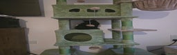 Mixed Breed cats for sale: *Last black female left*  - Advert 5