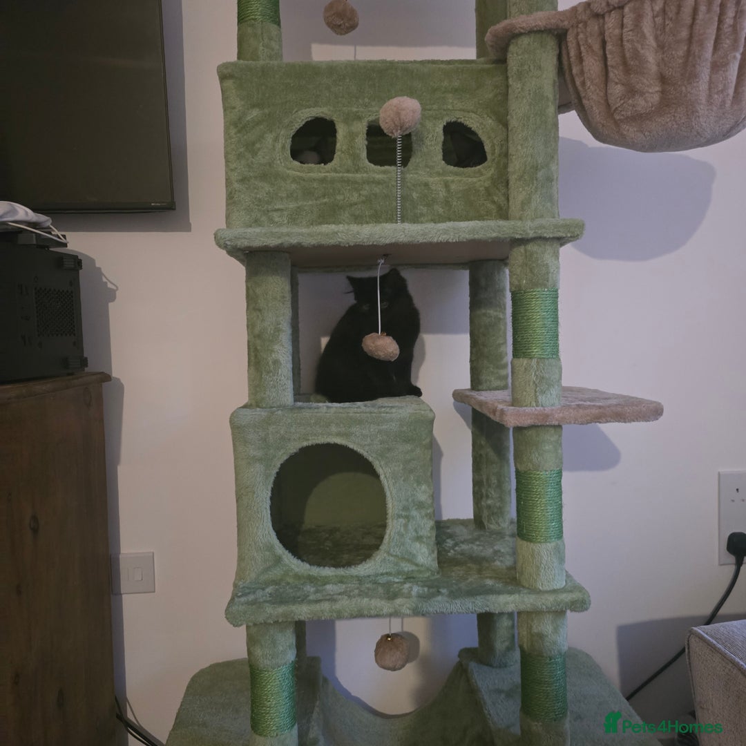 Mixed Breed cats for sale: *Last black female left*  - Advert 5