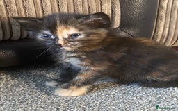 Domestic Shorthair cats for sale: 1 male and 3 female kittens ready next week  - Image 5