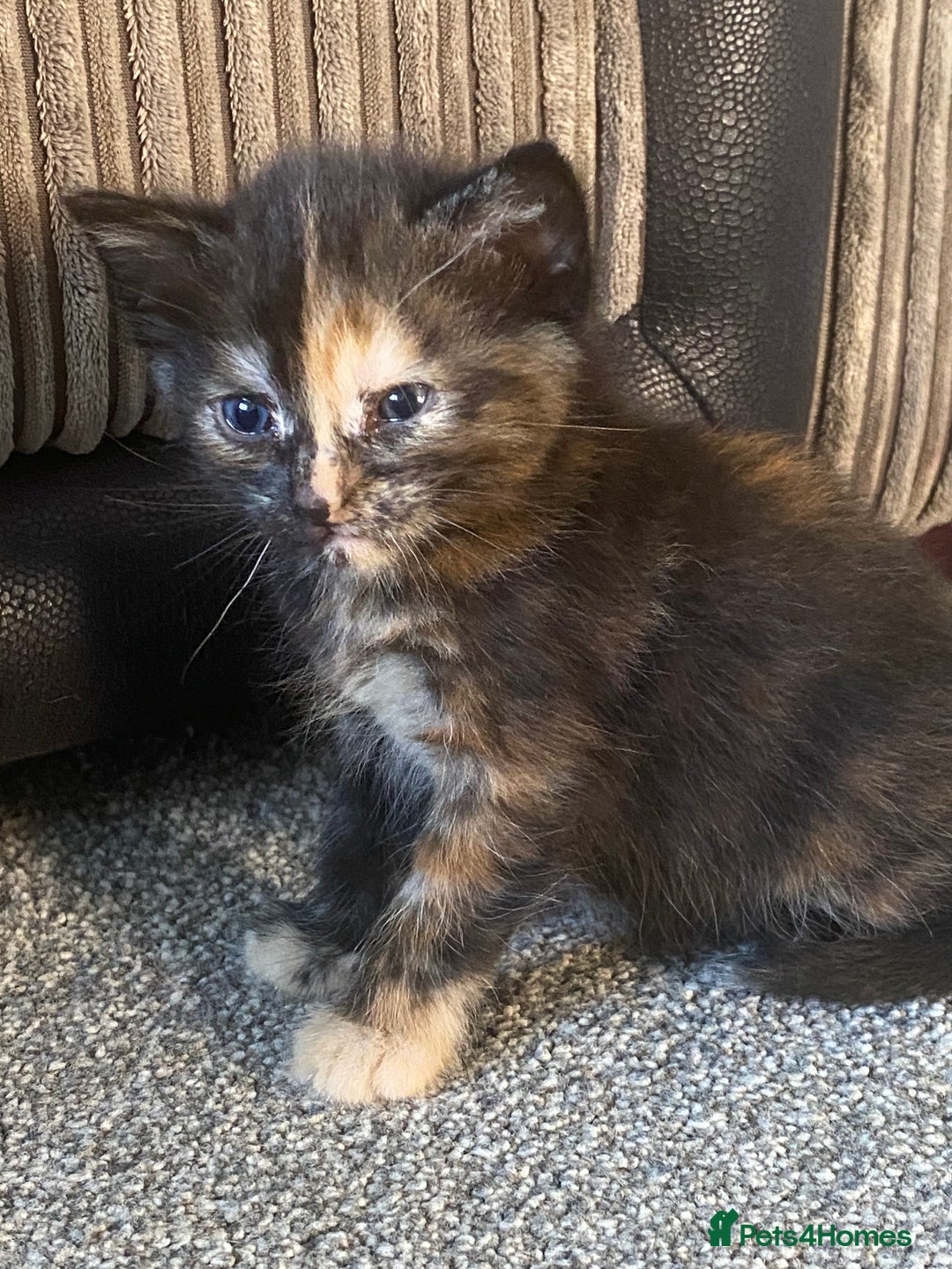Domestic Shorthair cats for sale: 1 male and 3 female kittens ready next week  - Image 5