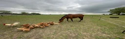 English Thoroughbred horses for sale: 16.1hh Weatherby’s reg TB Mare  - Advert 4