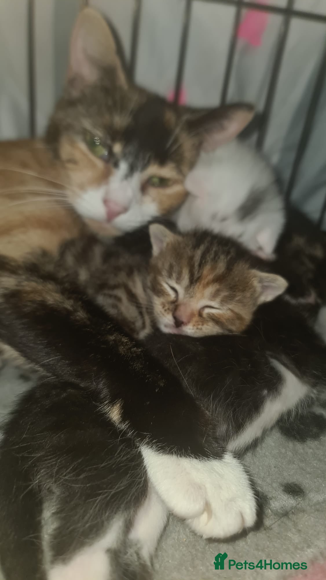 Mixed Breed cats for sale: 5 beautiful mixed breed kittens for sale. - Advert 3