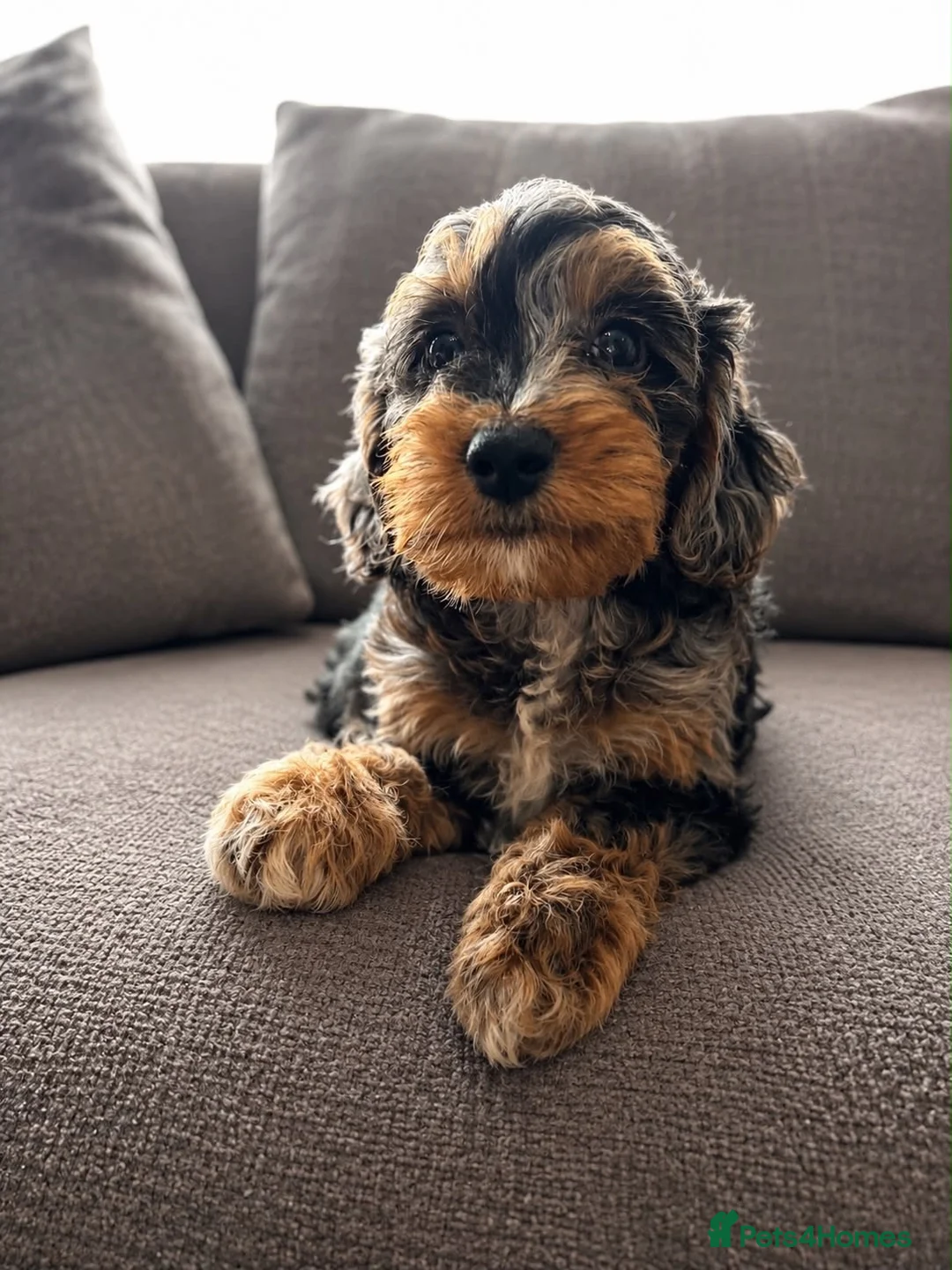 Cockapoo dogs for sale: Cockapoo in Southampton - Advert 2