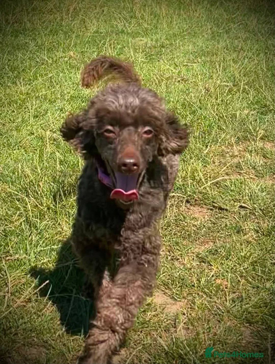 Miniature Poodle dogs for sale: Minature Chocolate Poodle - Advert 1
