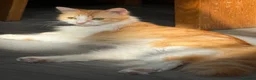 Mixed Breed cats for sale: 5 MIXED KITTENS  - Advert 9
