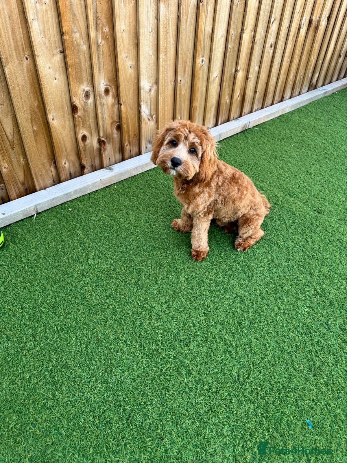 Cavapoo dogs Cavapoo - Advert 1