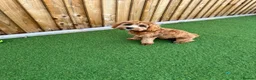 Cavapoo dogs for sale: Cavapoo in Birmingham - Advert 1