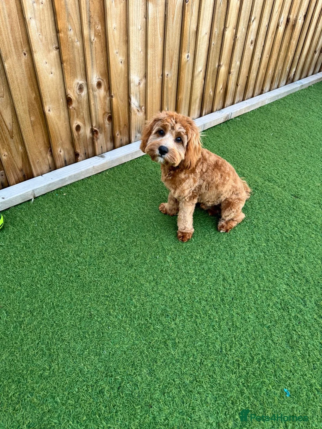Cavapoo dogs for sale: Cavapoo in Birmingham - Advert 1