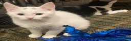 Turkish Van cats for sale: Gorgeous Turkish Van Kittens - Advert 32