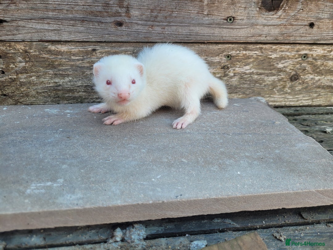 Ferret rodents for sale: Albino ferrets  - Image 6