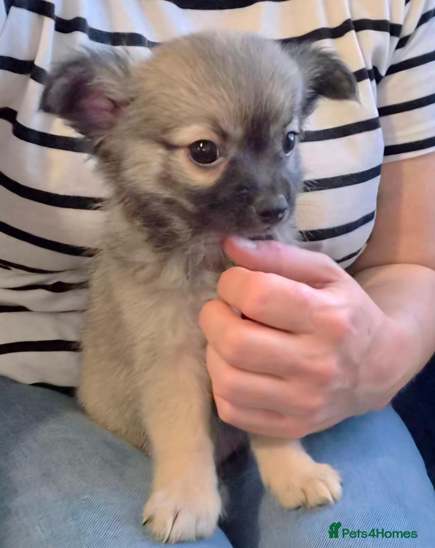 Chihuahua dogs Ready to leave Now long Coat Chihuahua male pup - Advert 18