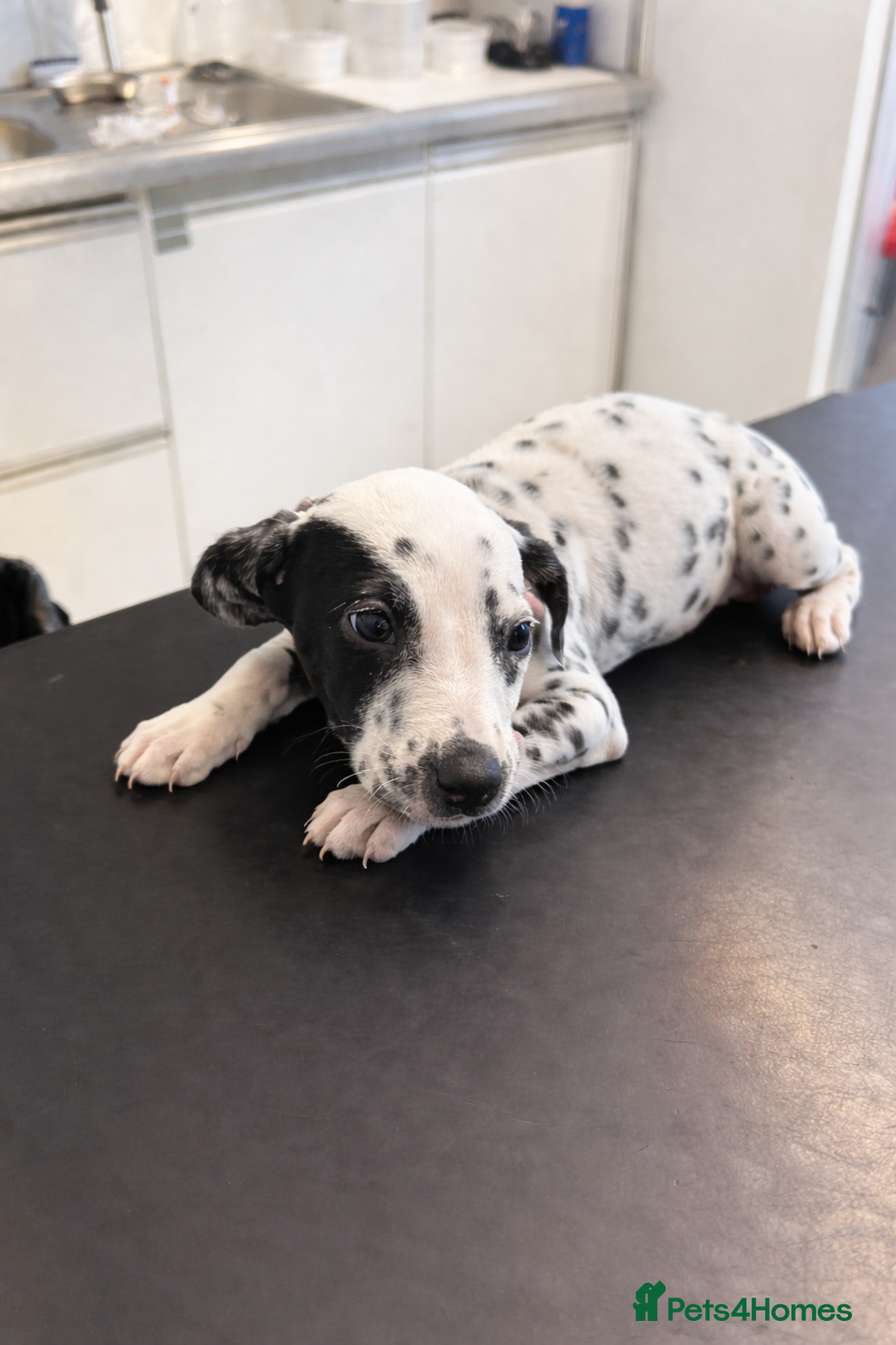 Dalmatian dogs for sale: Female dalmatian puppy - Advert 2