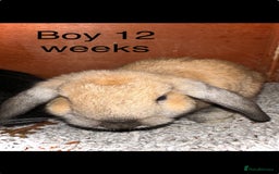Lionhead rabbits for sale: lion-head  - Image 6