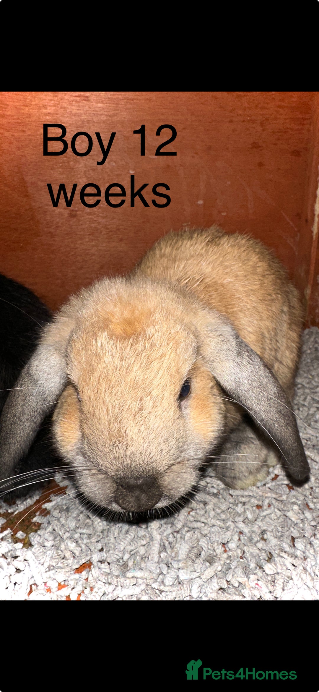 Lionhead rabbits for sale: lion-head  - Image 6
