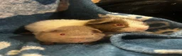 Guinea Pig rodents for sale: 2 teddy bear boars  - Advert 2