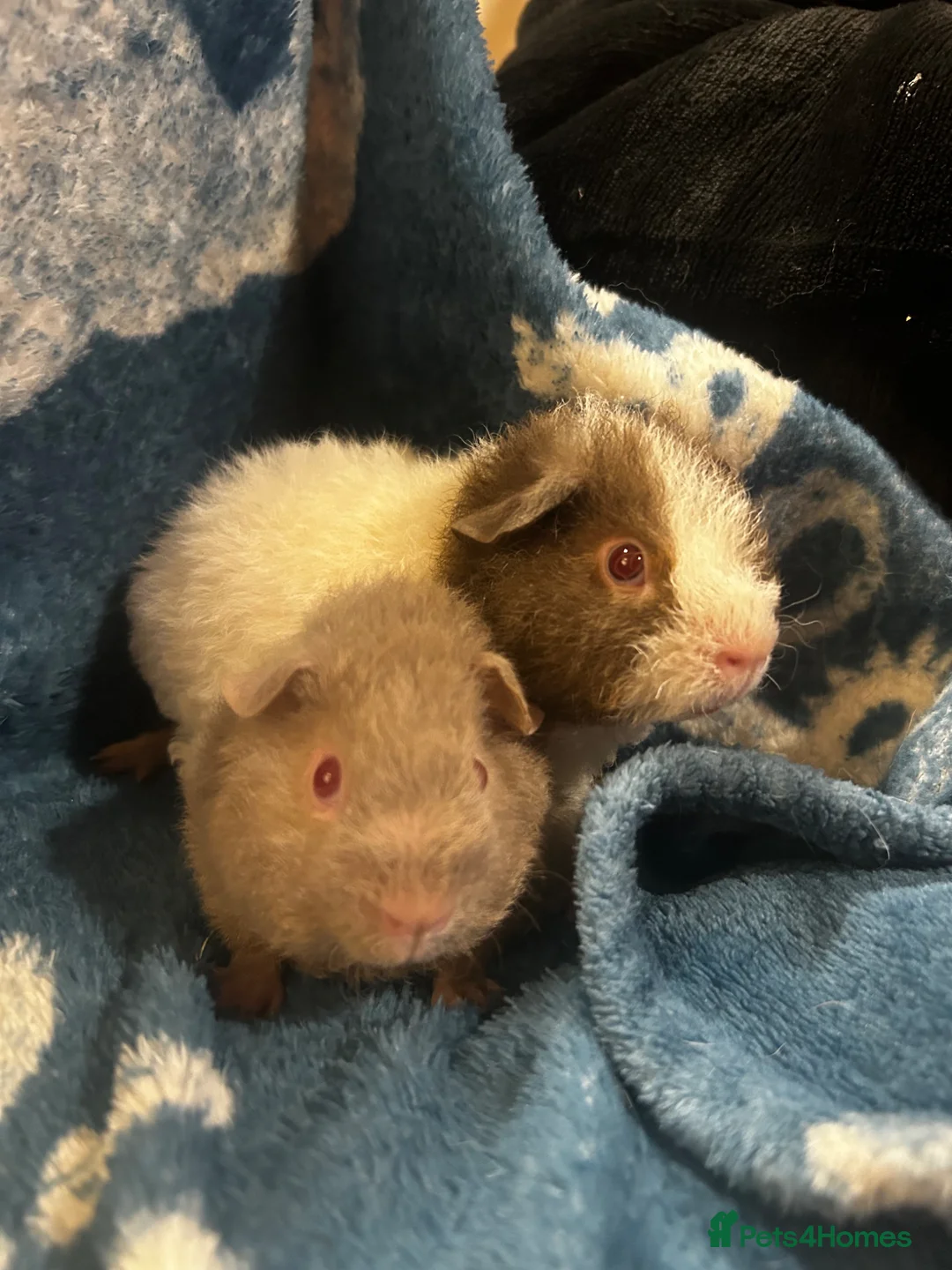 Guinea Pig rodents for sale: 2 teddy bear boars  - Advert 2