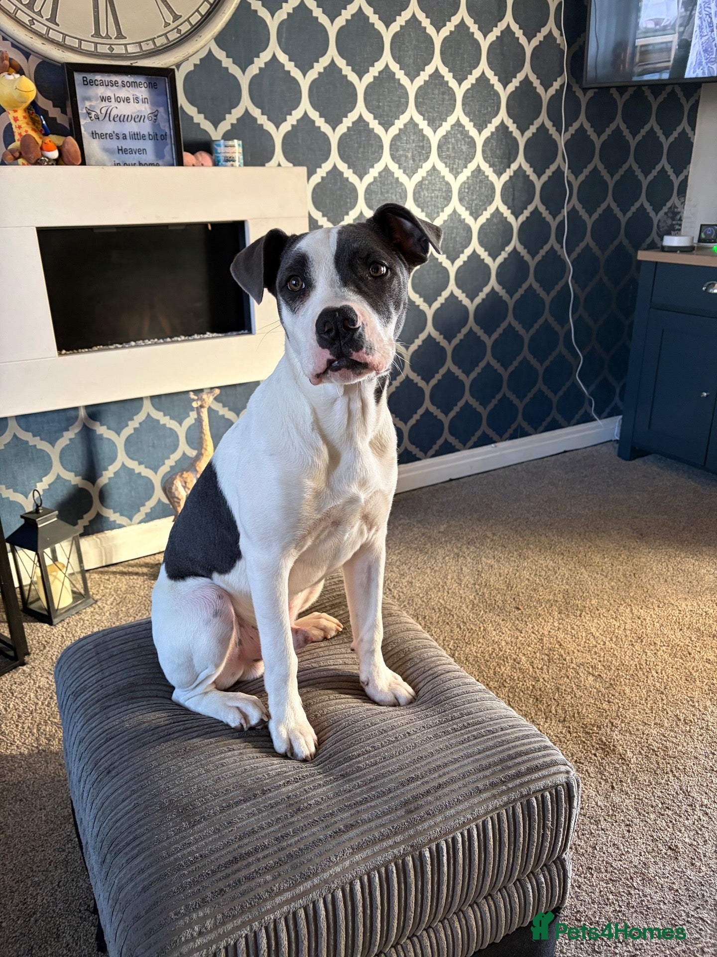 Mixed Breed dogs Staffy X American Bulldog  - Advert 17