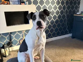 Mixed Breed dogs Staffy X American Bulldog - Advert 8