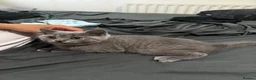 British Shorthair cats for sale: One blue BSH boy - Advert 16