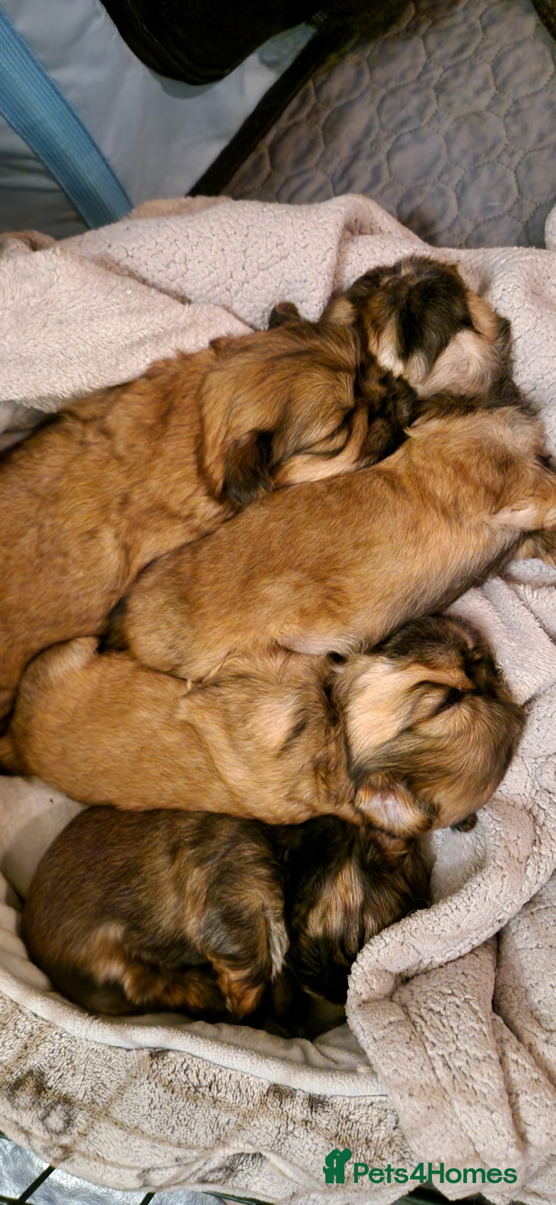 Shih Tzu dogs KC REGISTERED male Shih Tzus - Advert 16