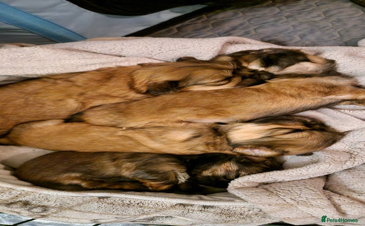 Shih Tzu dogs Beautiful Shih Tzu puppies  - Advert 2