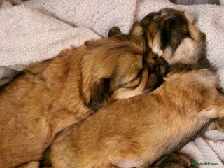 Shih Tzu dogs Beautiful Shih Tzu puppies - Advert 2