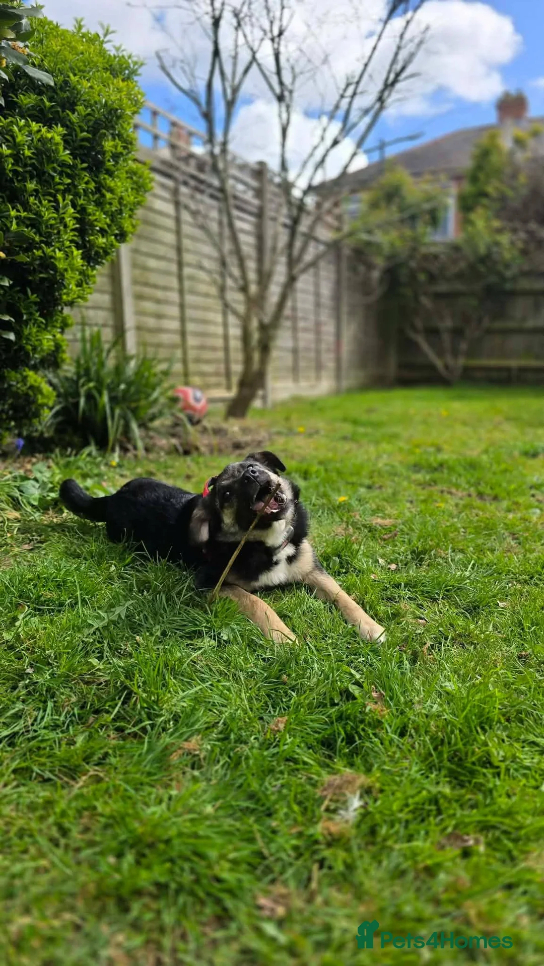 Mixed Breed dogs for adoption: Rocky for adoption in Hastings - Advert 9